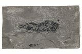 Devonian Lobe-Finned Fish (Osteolepis) Fossil - Scotland #217945-1